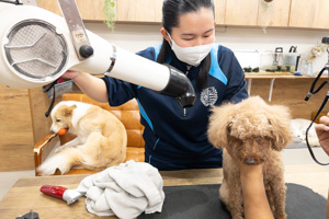 トリミング・ペットホテル。