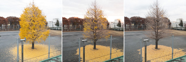 イチョウの落葉。