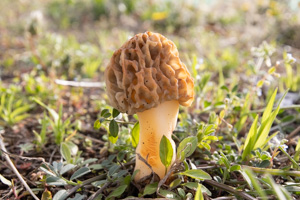 アミガサタケ。